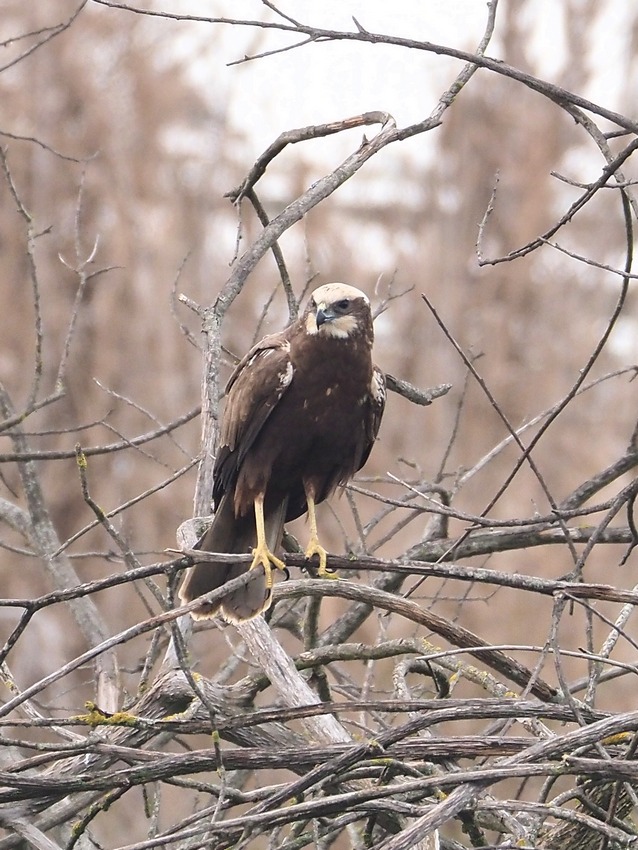 Falco di Palude (Circus aeruginosus)